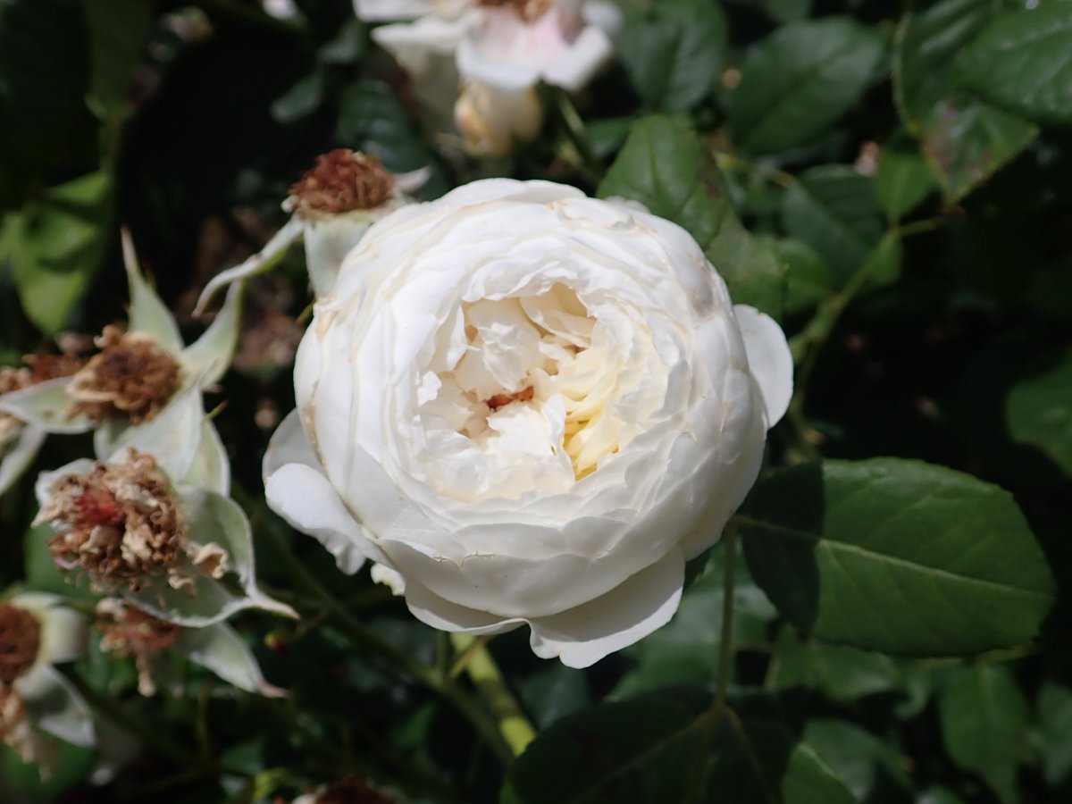 Роза Клэр Остин