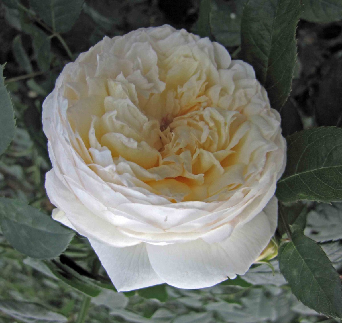 Роза Клэр Остин - фото 6