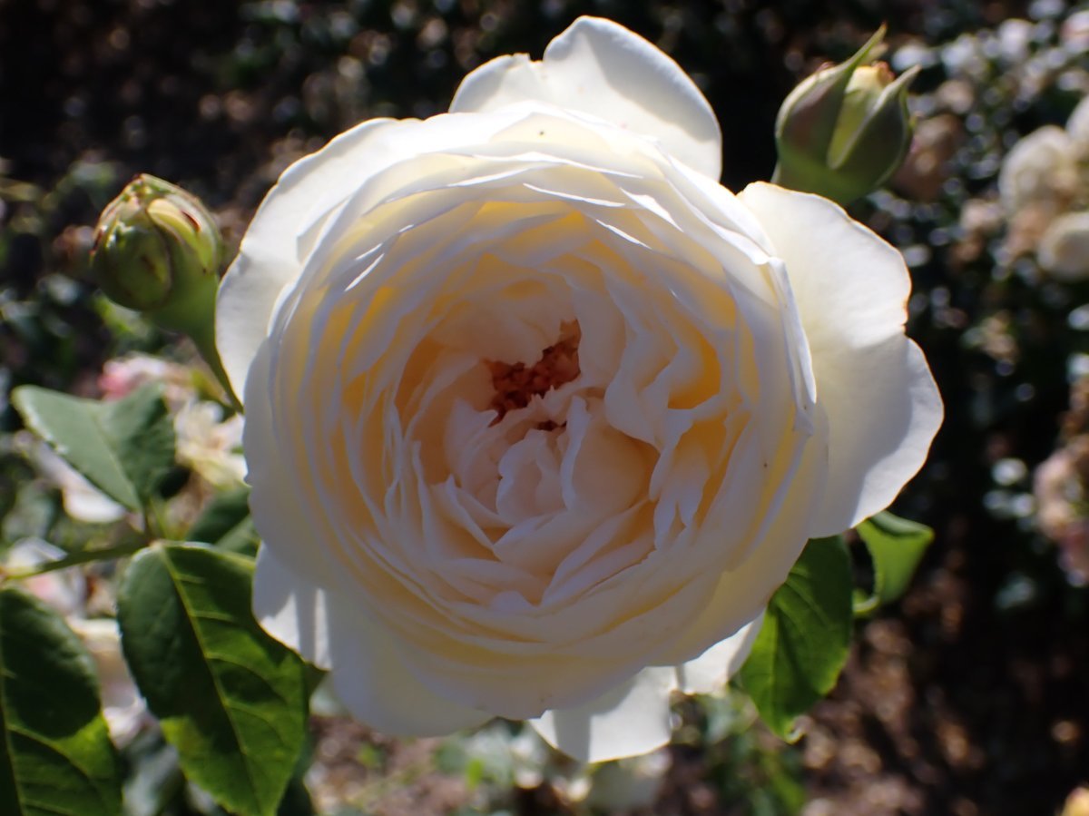 Роза Клэр Остин - фото 4