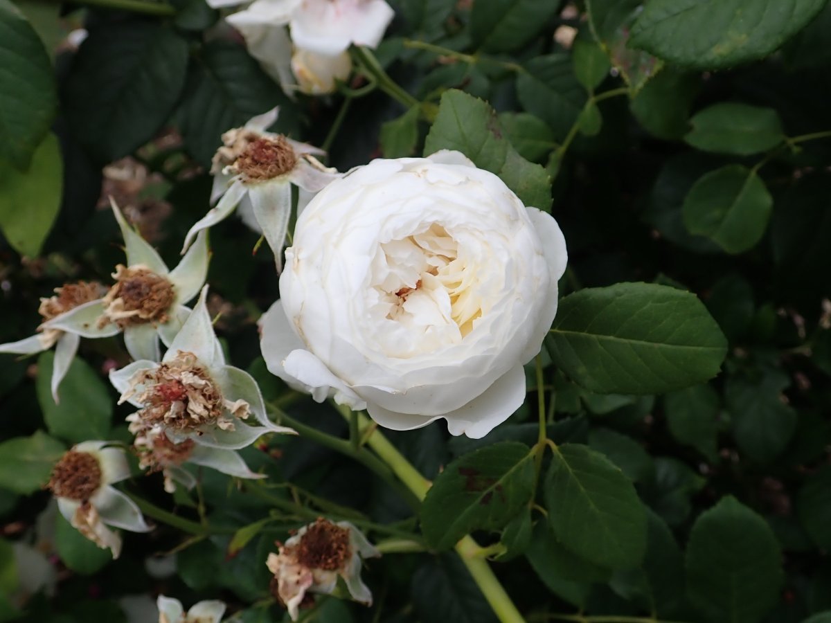 Роза Клэр Остин - фото 5