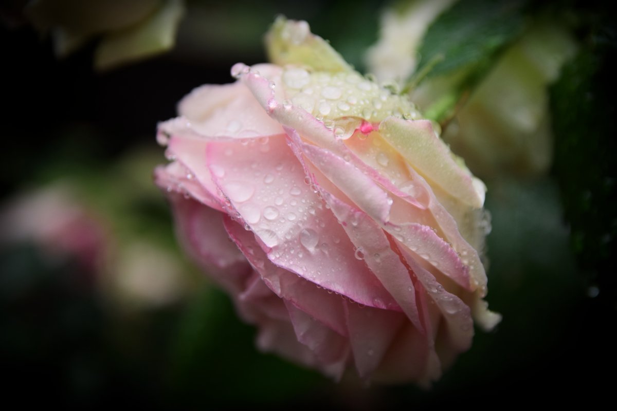 Роза Эден Розе 85 - фото 3