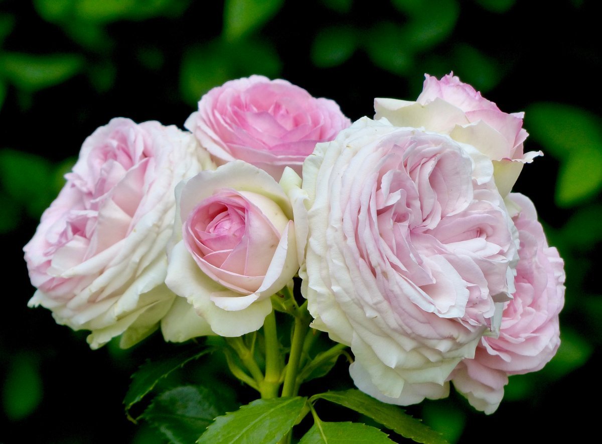 Роза Эден Розе 85 - фото 7