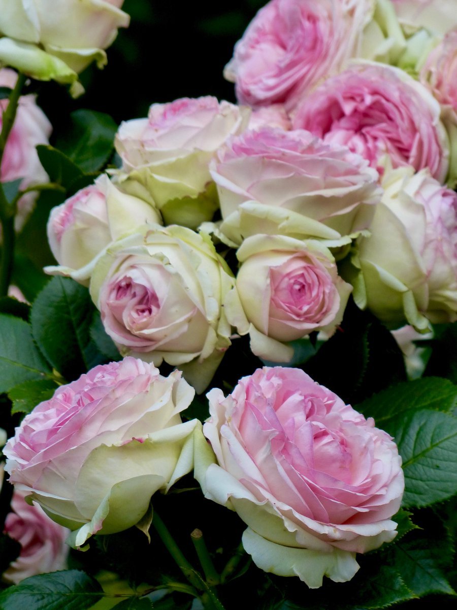 Роза Эден Розе 85 - фото 10