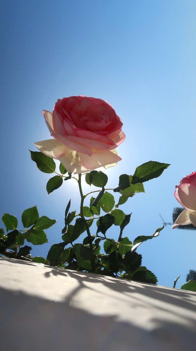 Роза Эден Розе 85 - фото 2