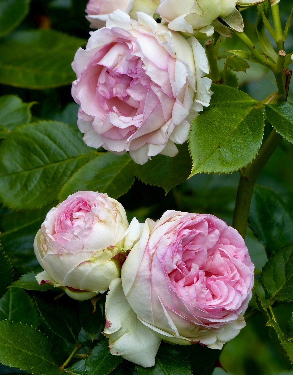 Роза Эден Розе 85 - фото 5