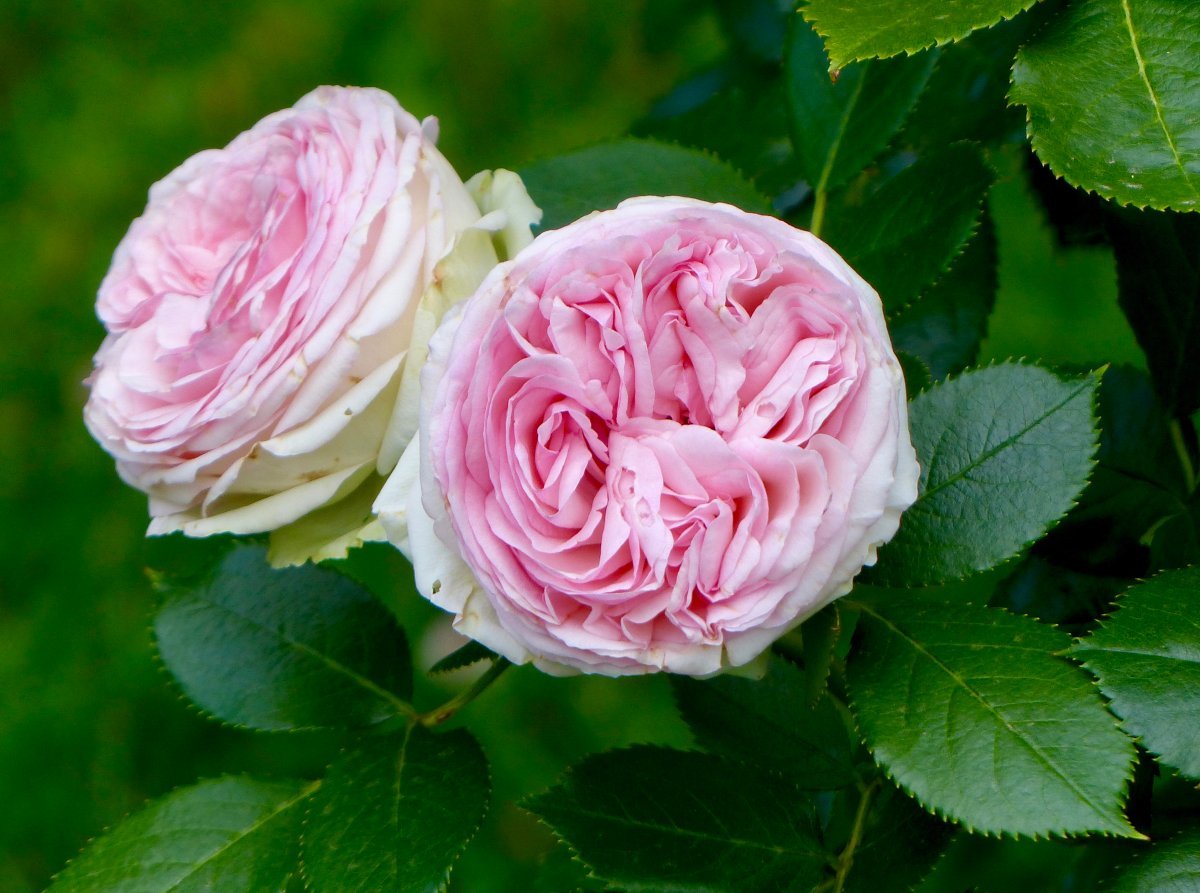 Роза Эден Розе 85 - фото 6