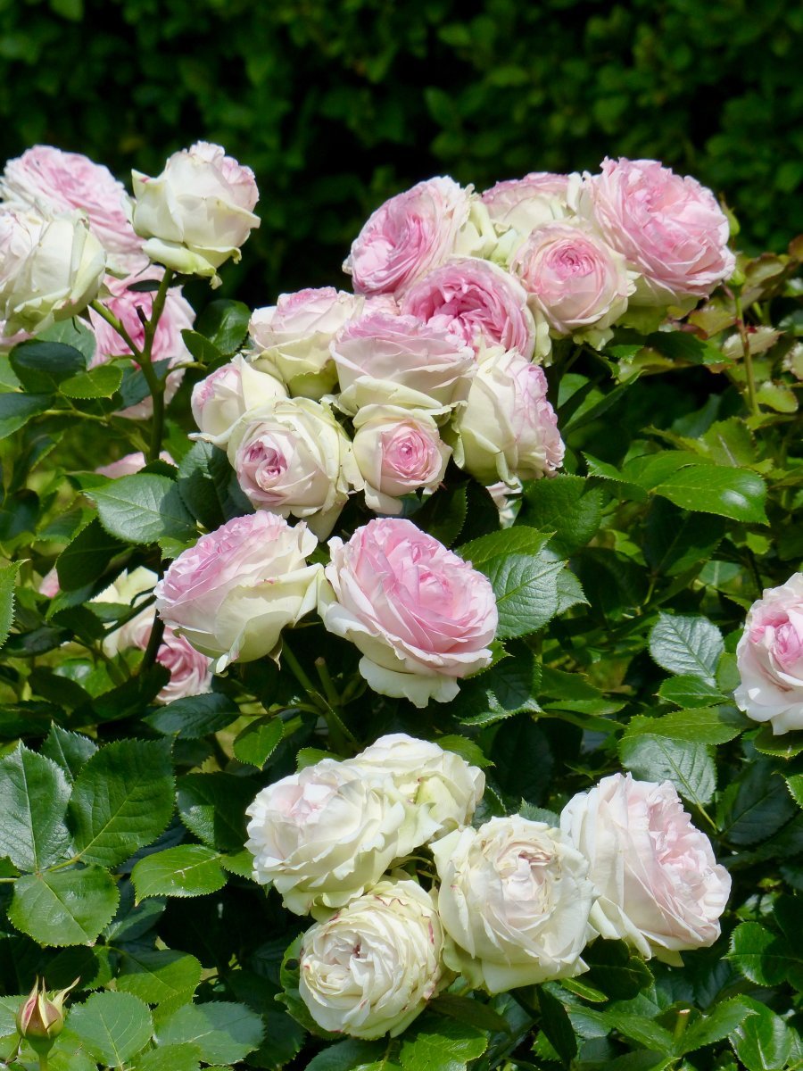 Роза Эден Розе 85 - фото 9