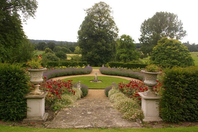 Роза Джубили Селебрейшн - фото 9