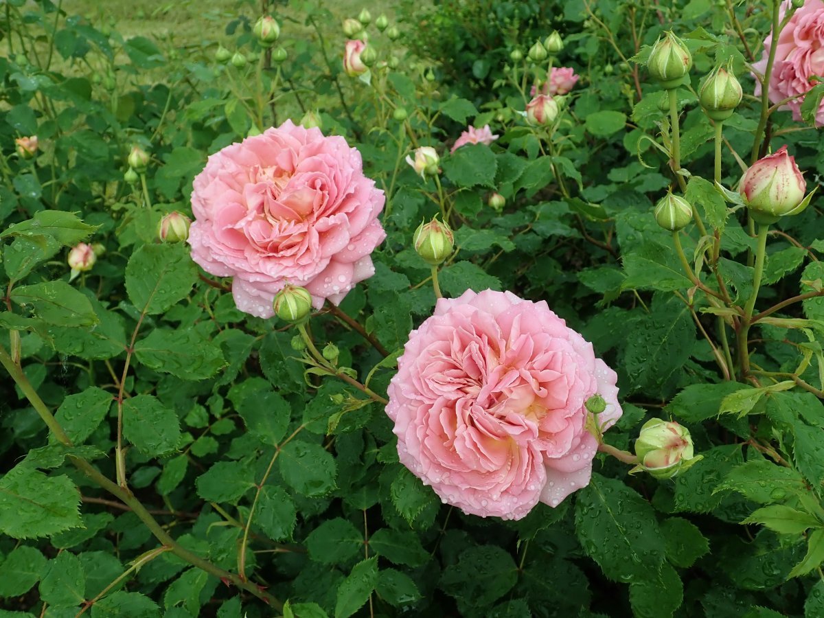 Роза Джубили Селебрейшн - фото 6