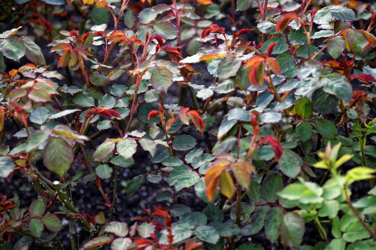 Роза Джубили Селебрейшн - фото 3