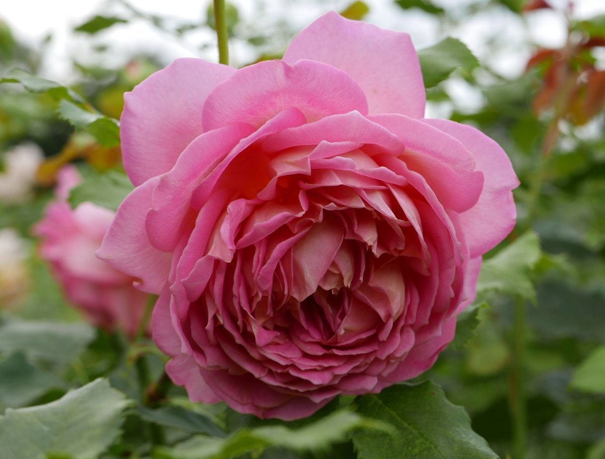 Роза Джубили Селебрейшн - фото 4