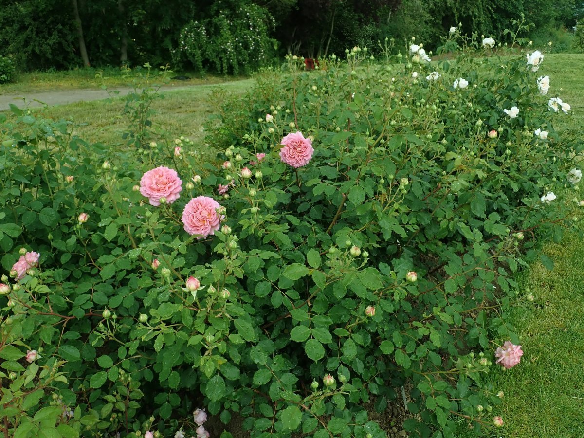 Роза Джубили Селебрейшн - фото 5