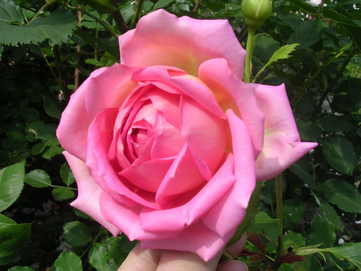 Роза Джубили Селебрейшн