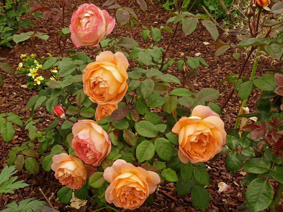 Роза Леди Эмма Гамильтон - фото 6