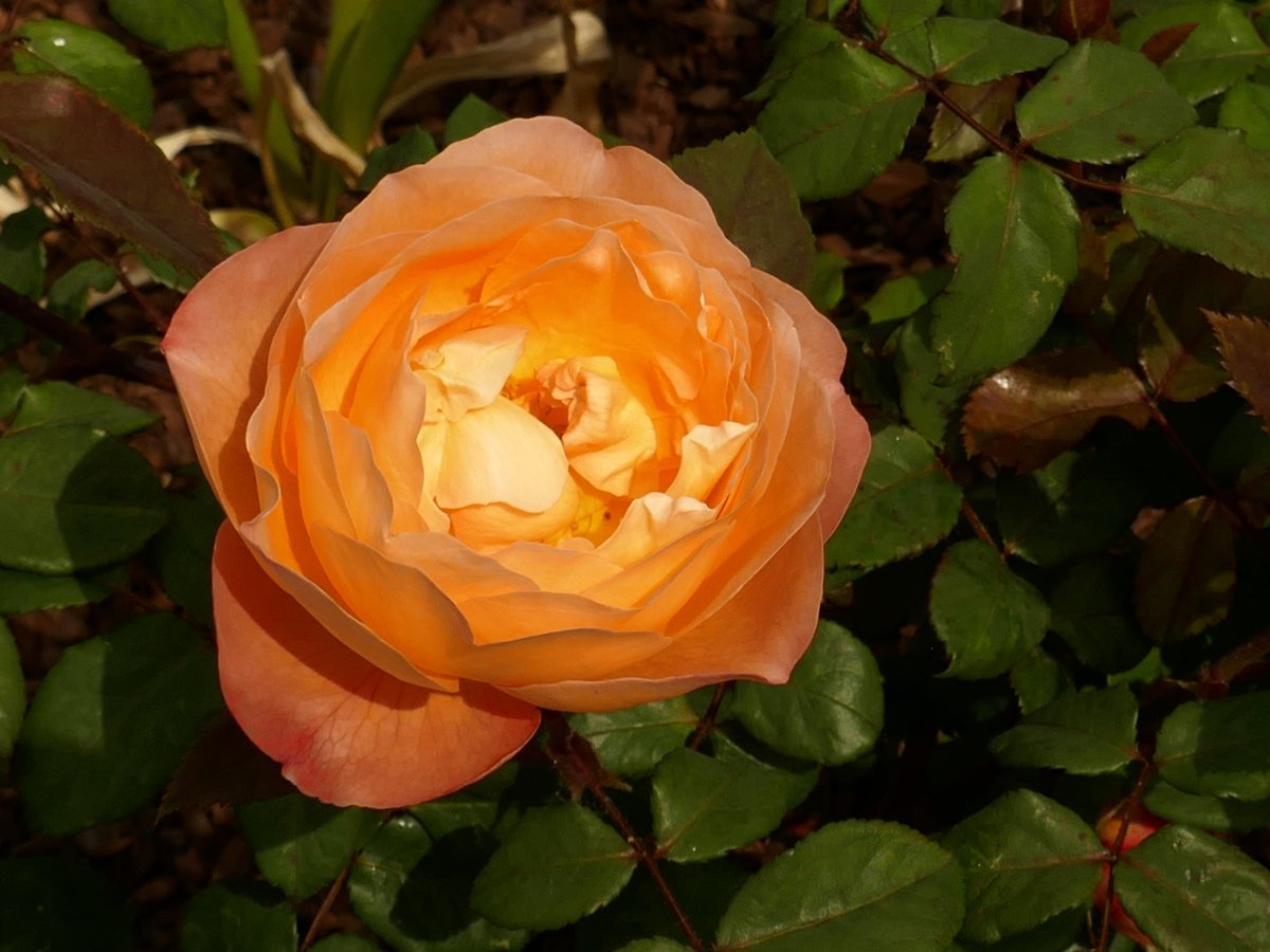 Роза Леди Эмма Гамильтон - фото 3