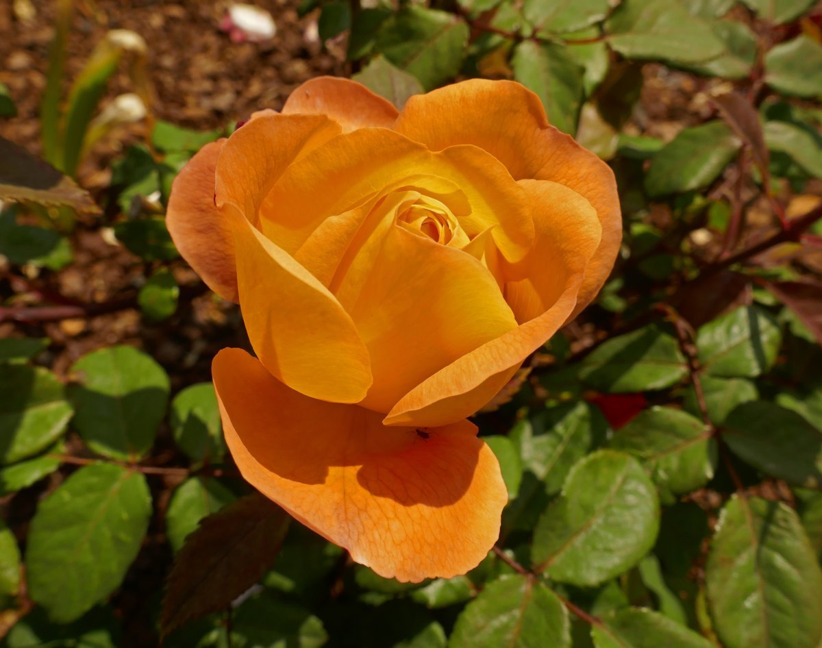 Роза Леди Эмма Гамильтон - фото 4