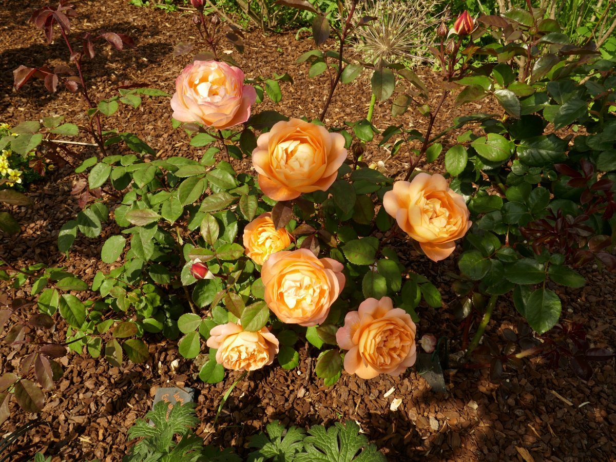 Роза Леди Эмма Гамильтон - фото 9