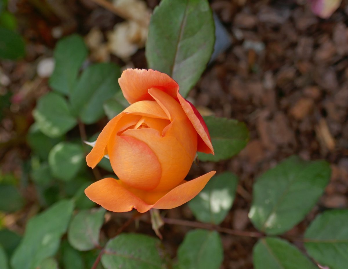 Роза Леди Эмма Гамильтон