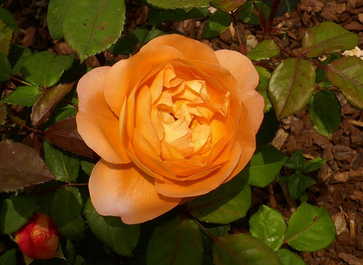 Роза Леди Эмма Гамильтон - фото 2