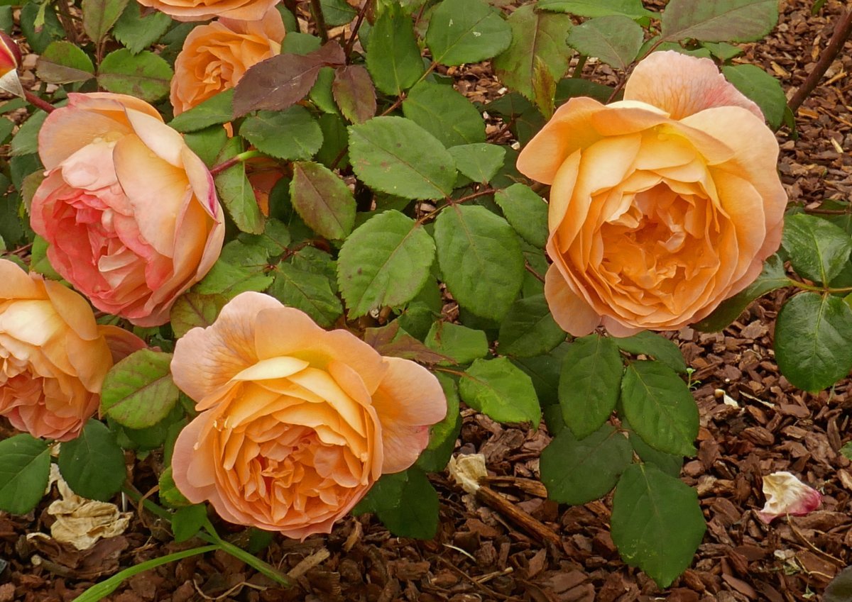 Роза Леди Эмма Гамильтон - фото 7