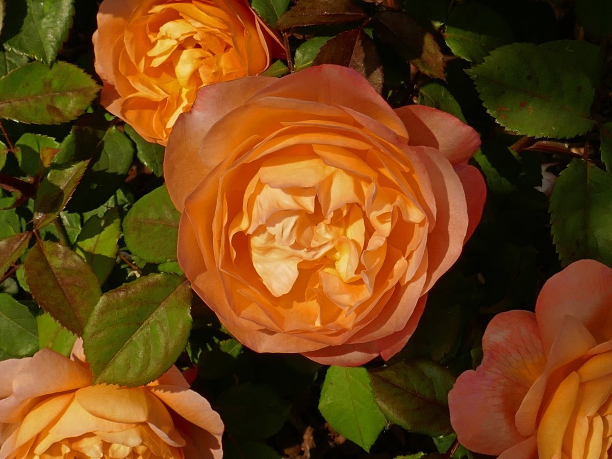 Роза Леди Эмма Гамильтон - фото 10