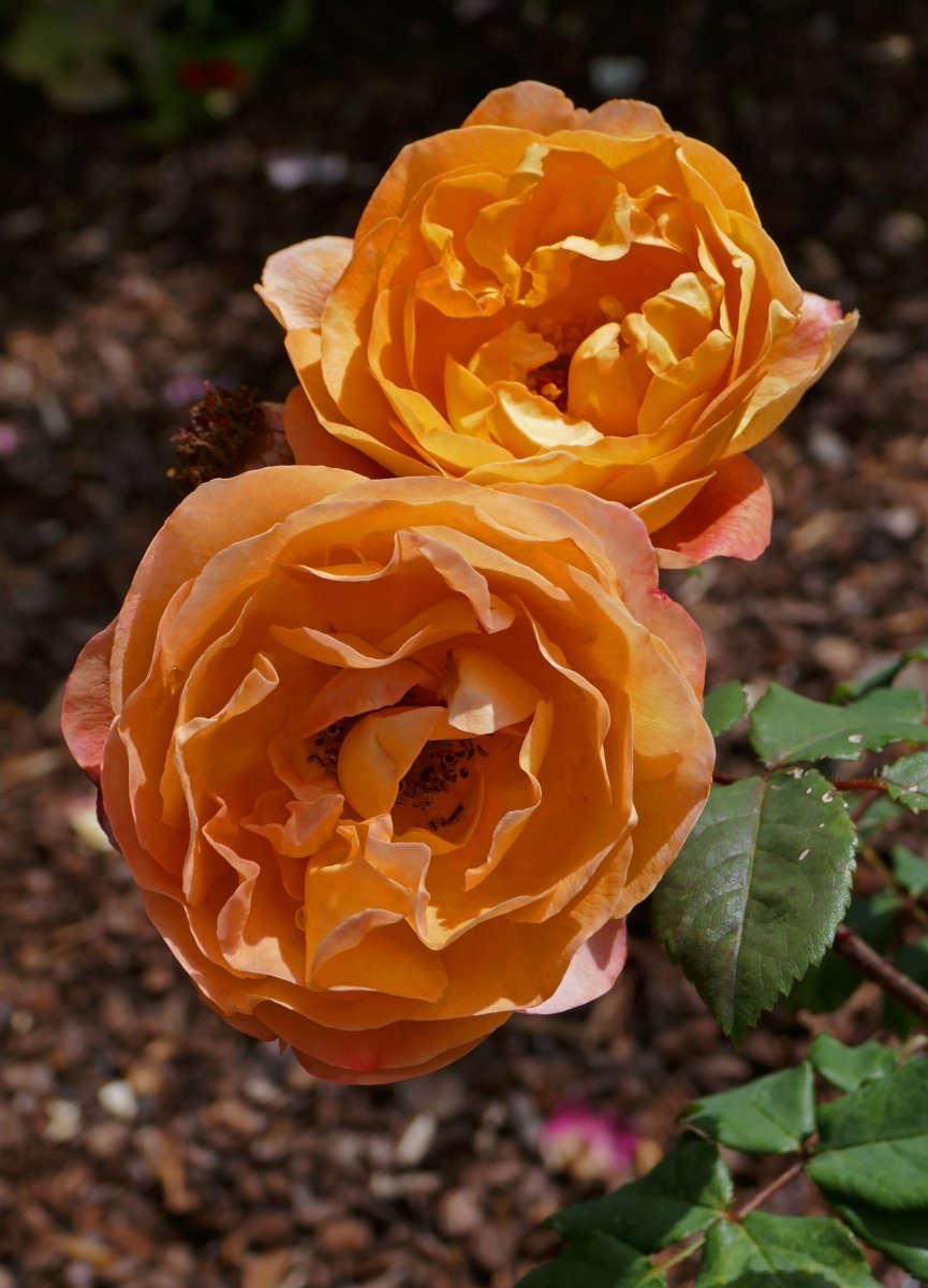 Роза Леди Эмма Гамильтон - фото 5