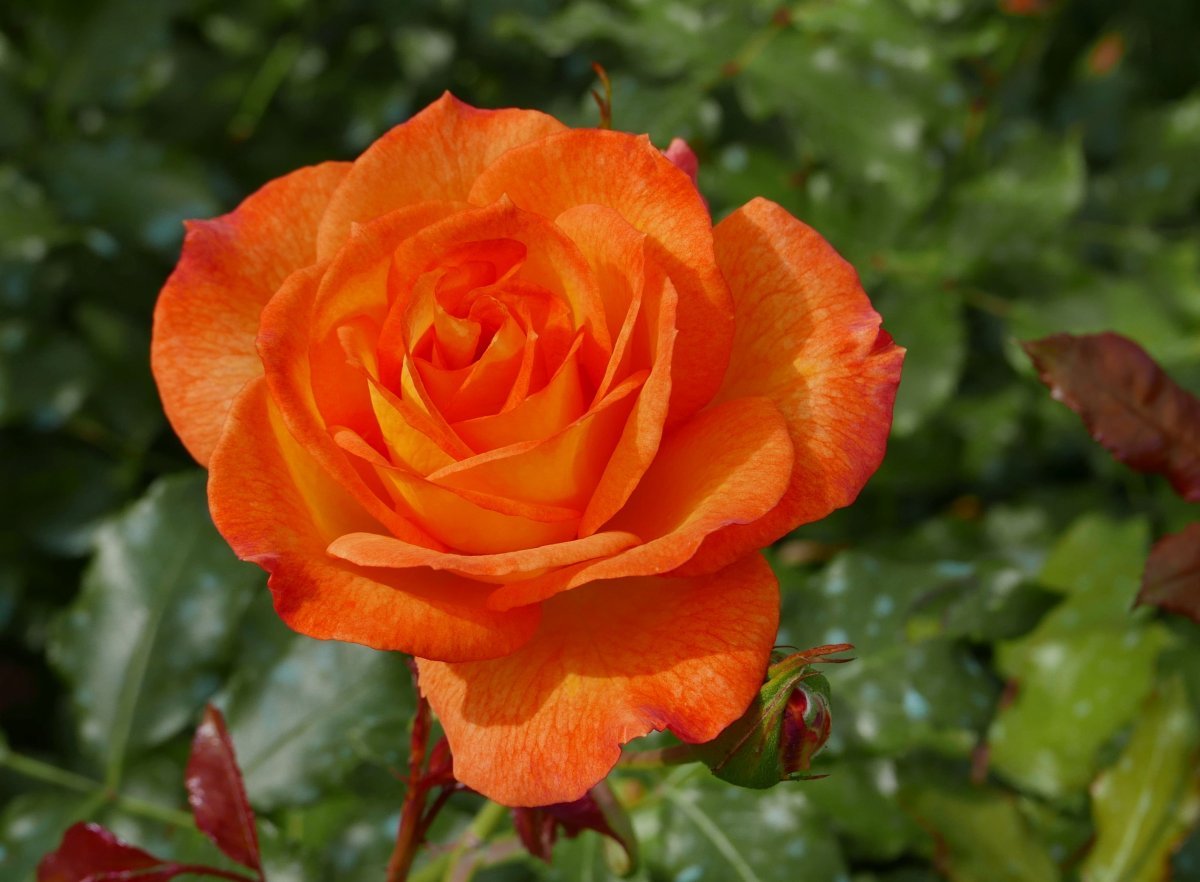 Роза Сахара кустарниковая - фото 2