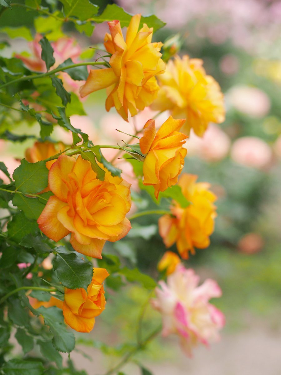 Роза Сахара кустарниковая - фото 7