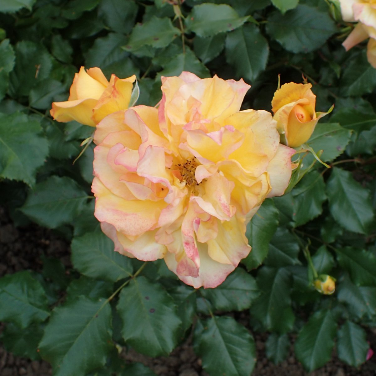 Роза Сахара кустарниковая - фото 3