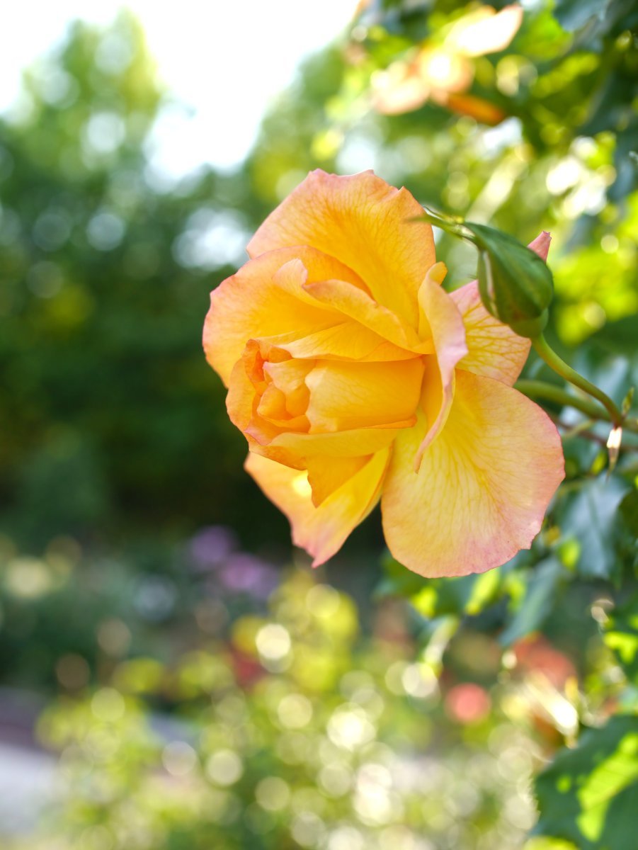 Роза Сахара кустарниковая - фото 5