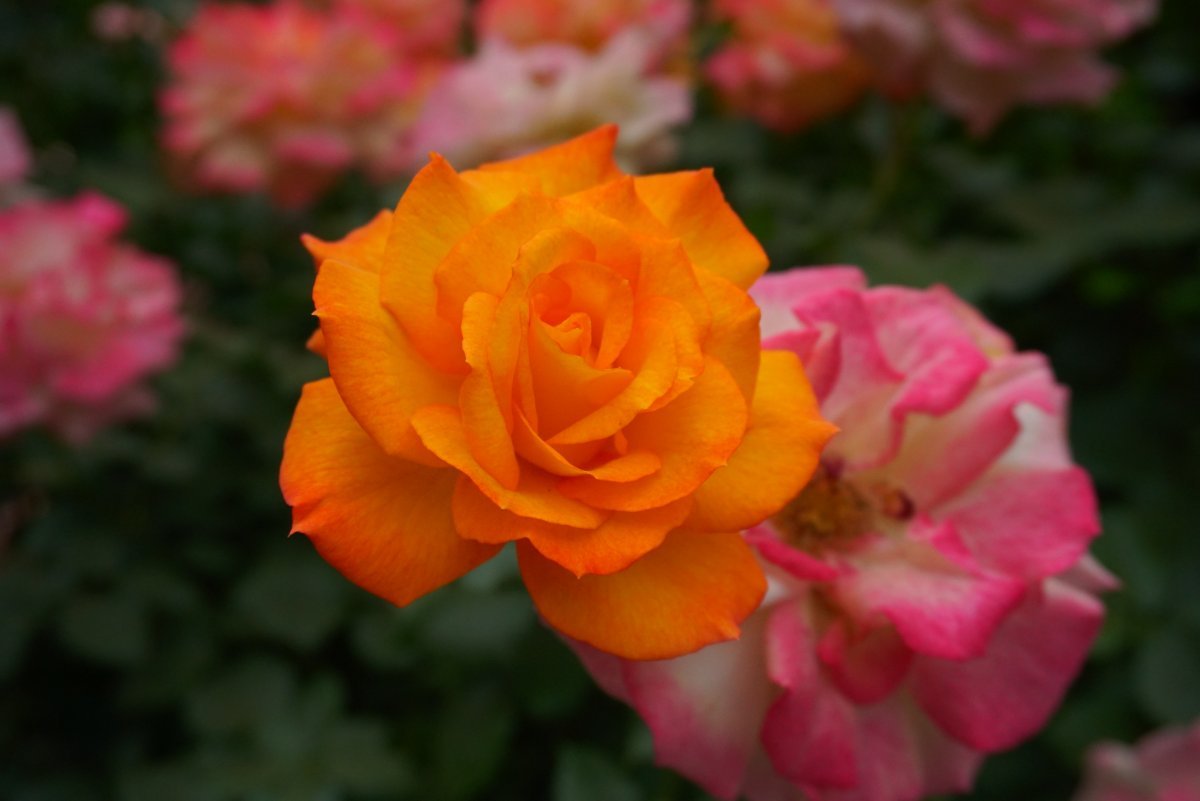 Роза Сахара кустарниковая - фото 4