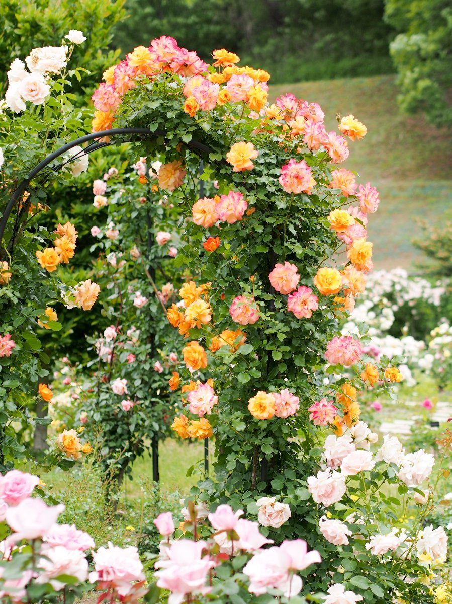 Роза Сахара кустарниковая - фото 6