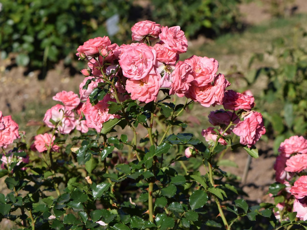 Роза Барок плетистая - фото 2