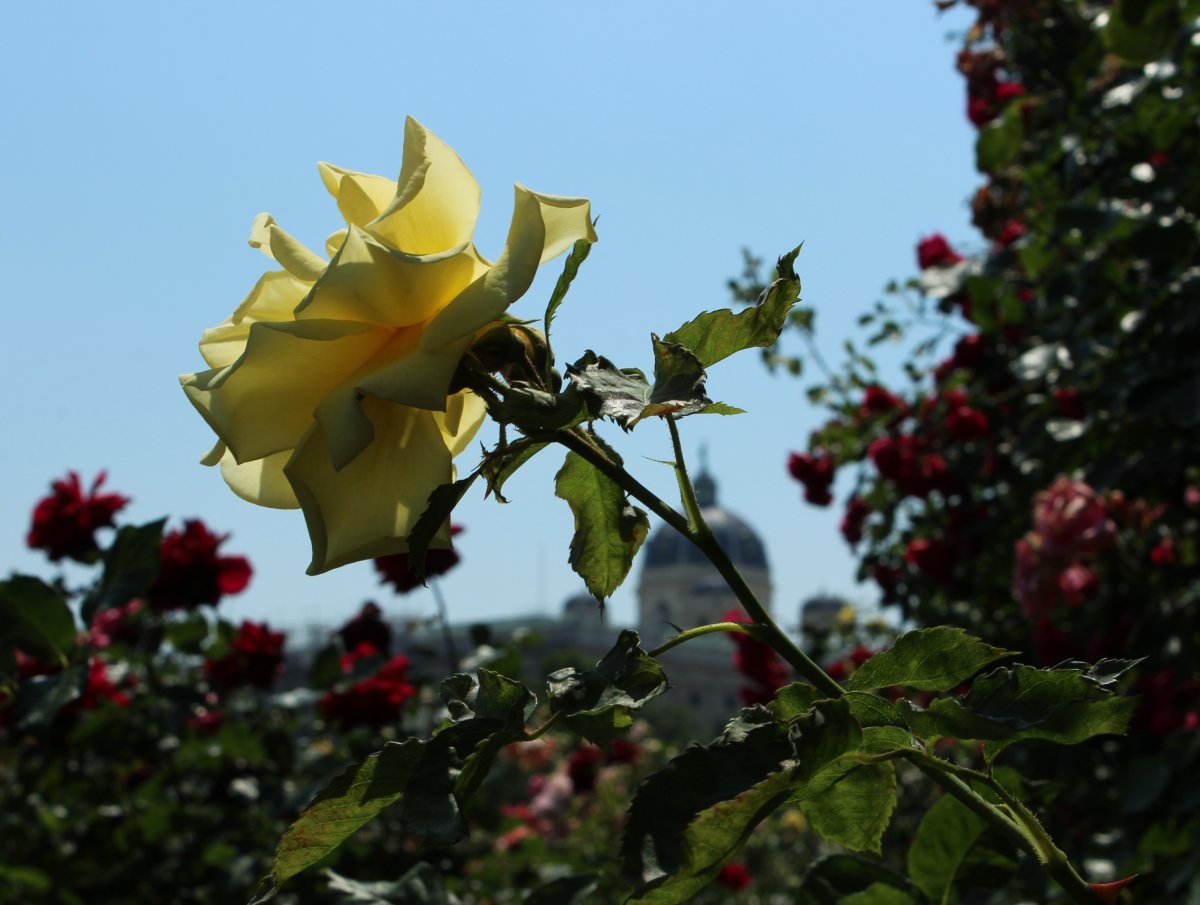 Роза Голдштерн плетистая - фото 4