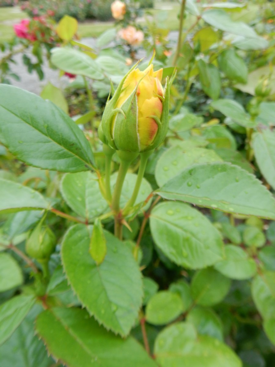 Роза Голдштерн плетистая - фото 2