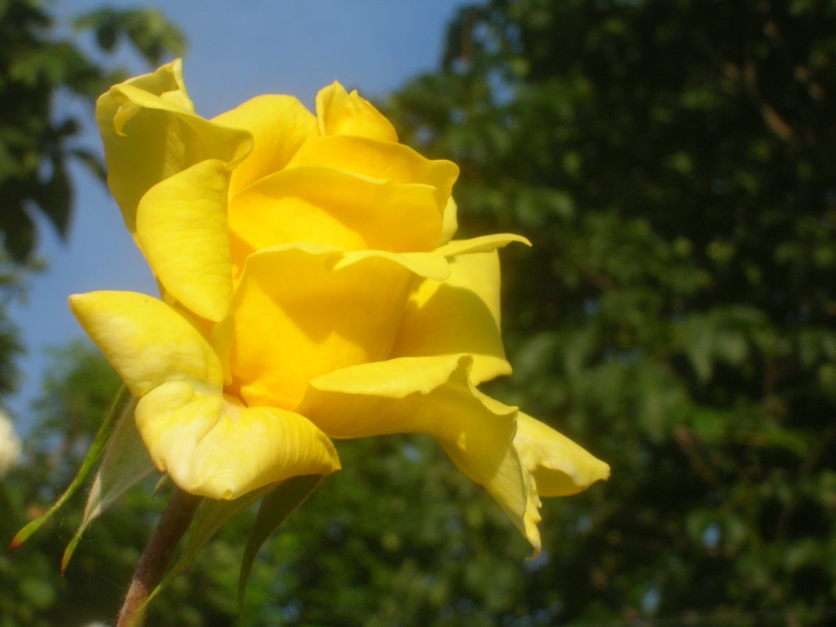 Роза Голдштерн плетистая