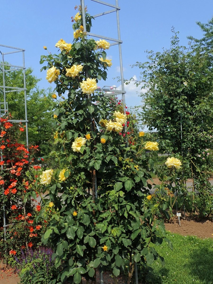 Роза Голдштерн плетистая - фото 6