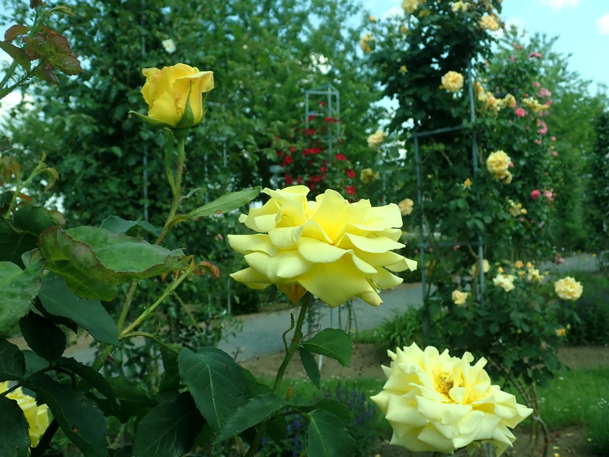 Роза Голдштерн плетистая - фото 9