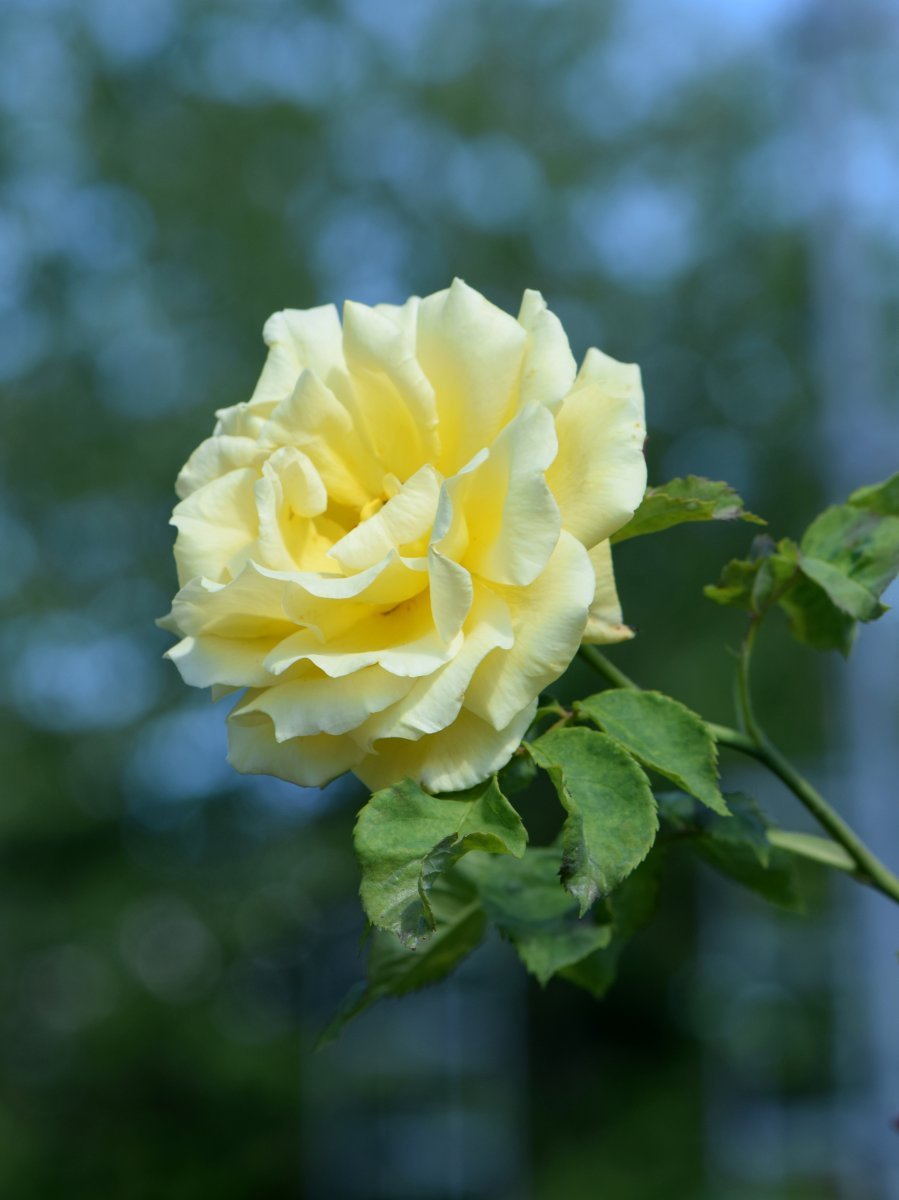 Роза Голдштерн плетистая - фото 3