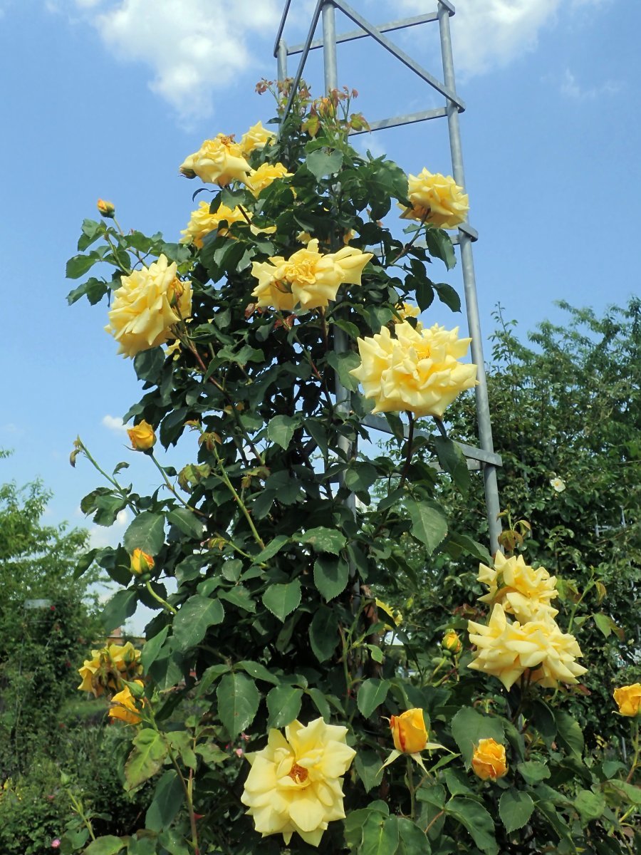 Роза Голдштерн плетистая - фото 7