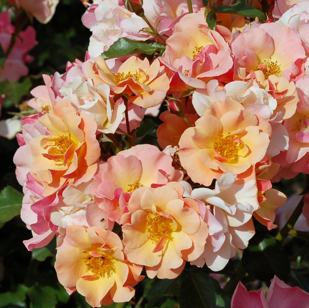 Роза Джаз почвопокровная