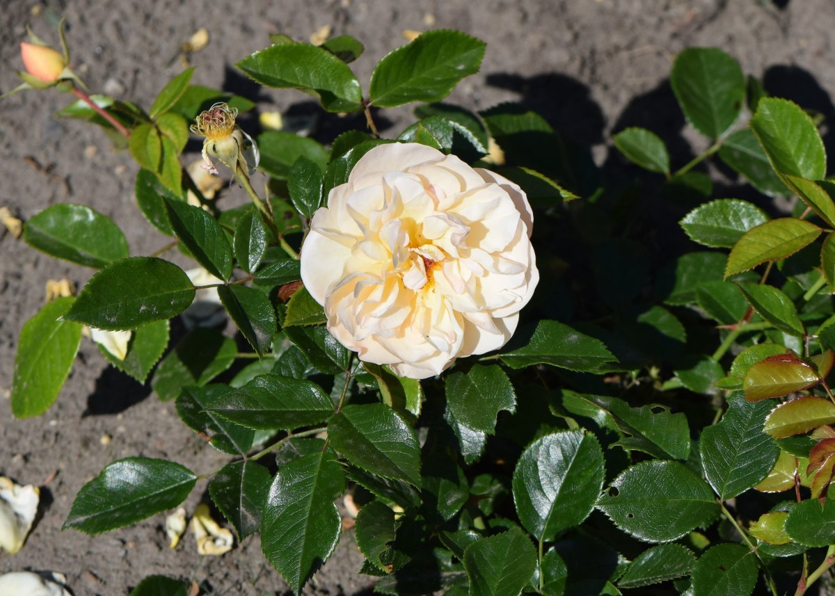 Роза Зоненширм почвопокровная