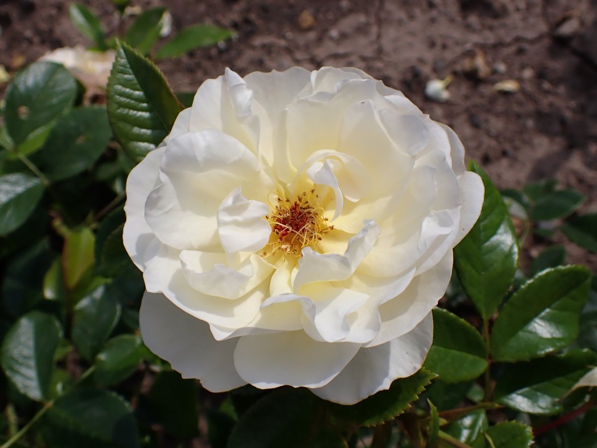 Роза Зоненширм почвопокровная - фото 2