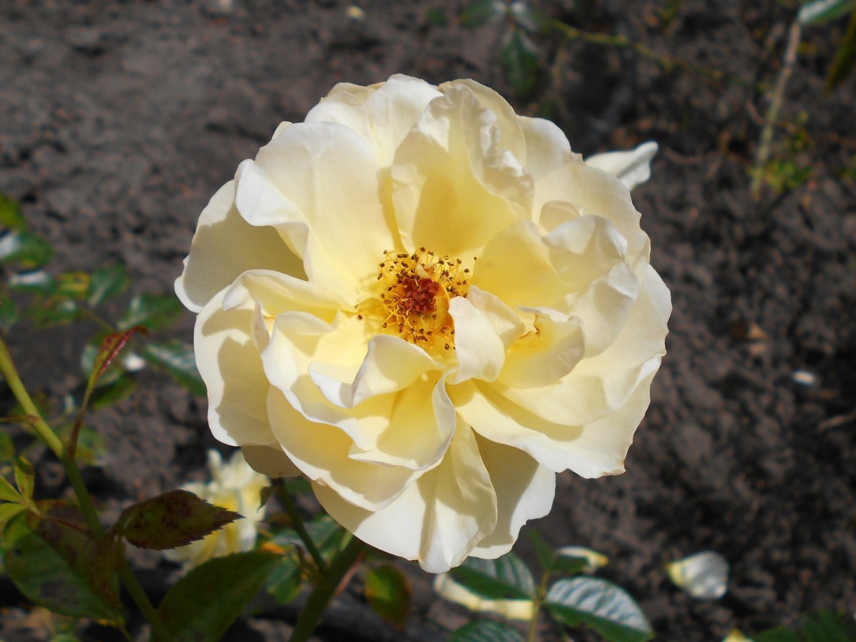 Роза Зоненширм почвопокровная - фото 6