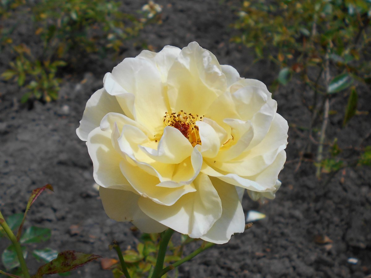 Роза Зоненширм почвопокровная - фото 7