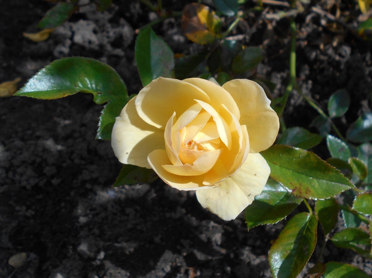 Роза Зоненширм почвопокровная - фото 5