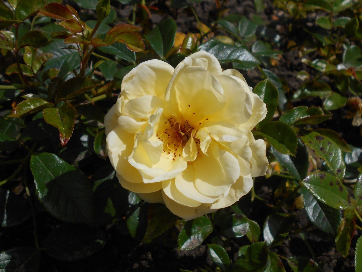 Роза Зоненширм почвопокровная - фото 3