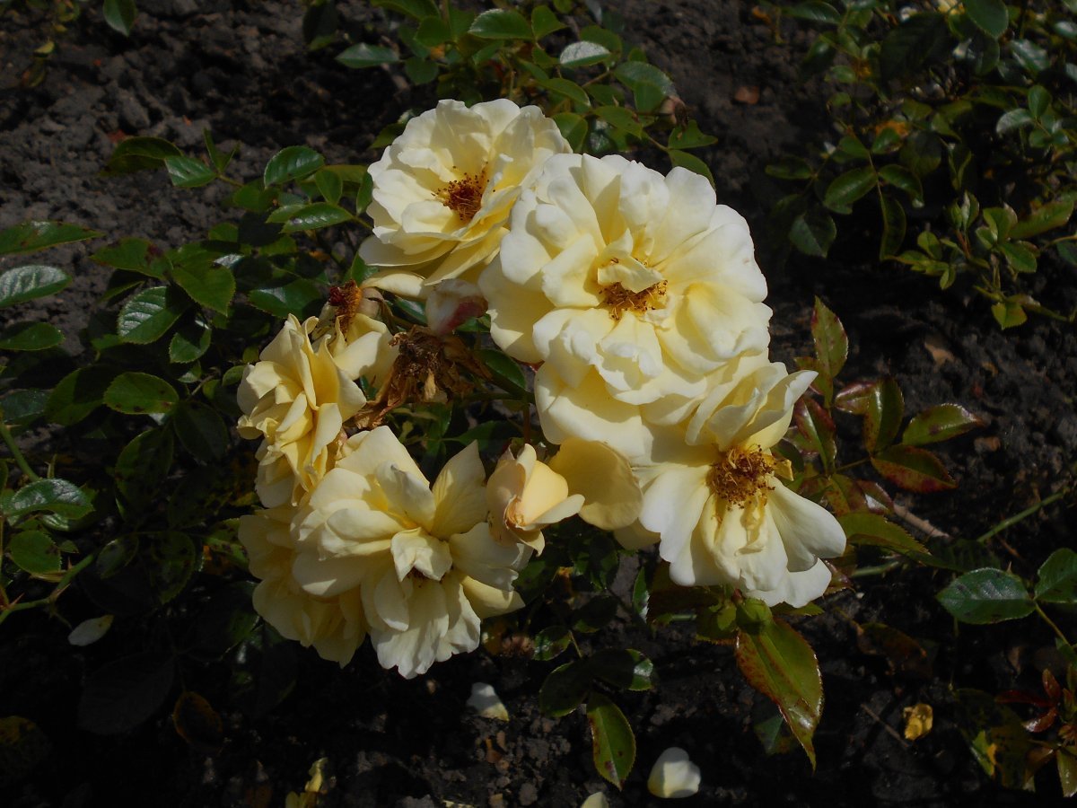 Роза Зоненширм почвопокровная - фото 4