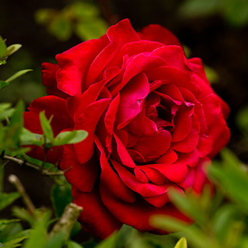 Роза флорибунда Ред Эмпаер