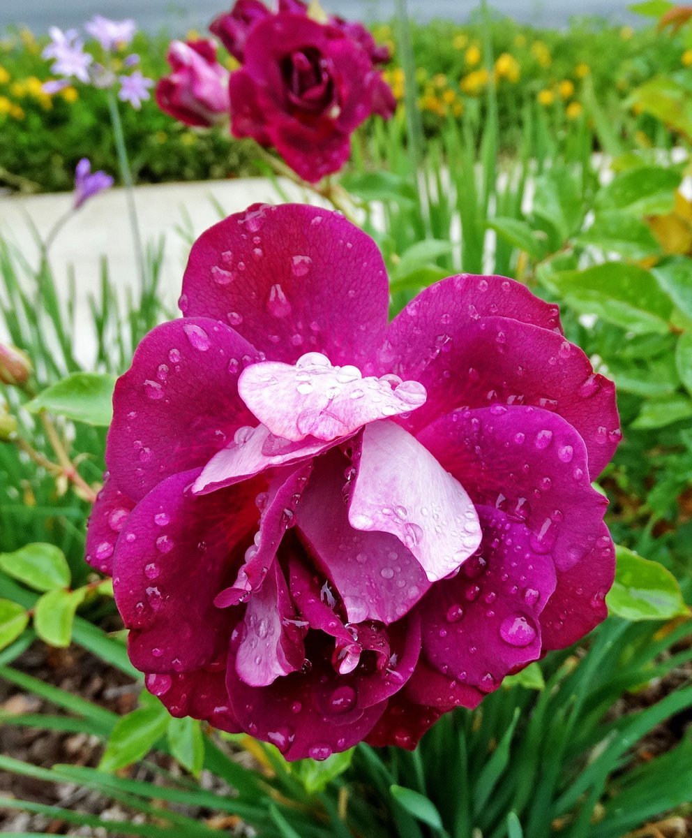 Роза флорибунда Ред Эмпаер - фото 10